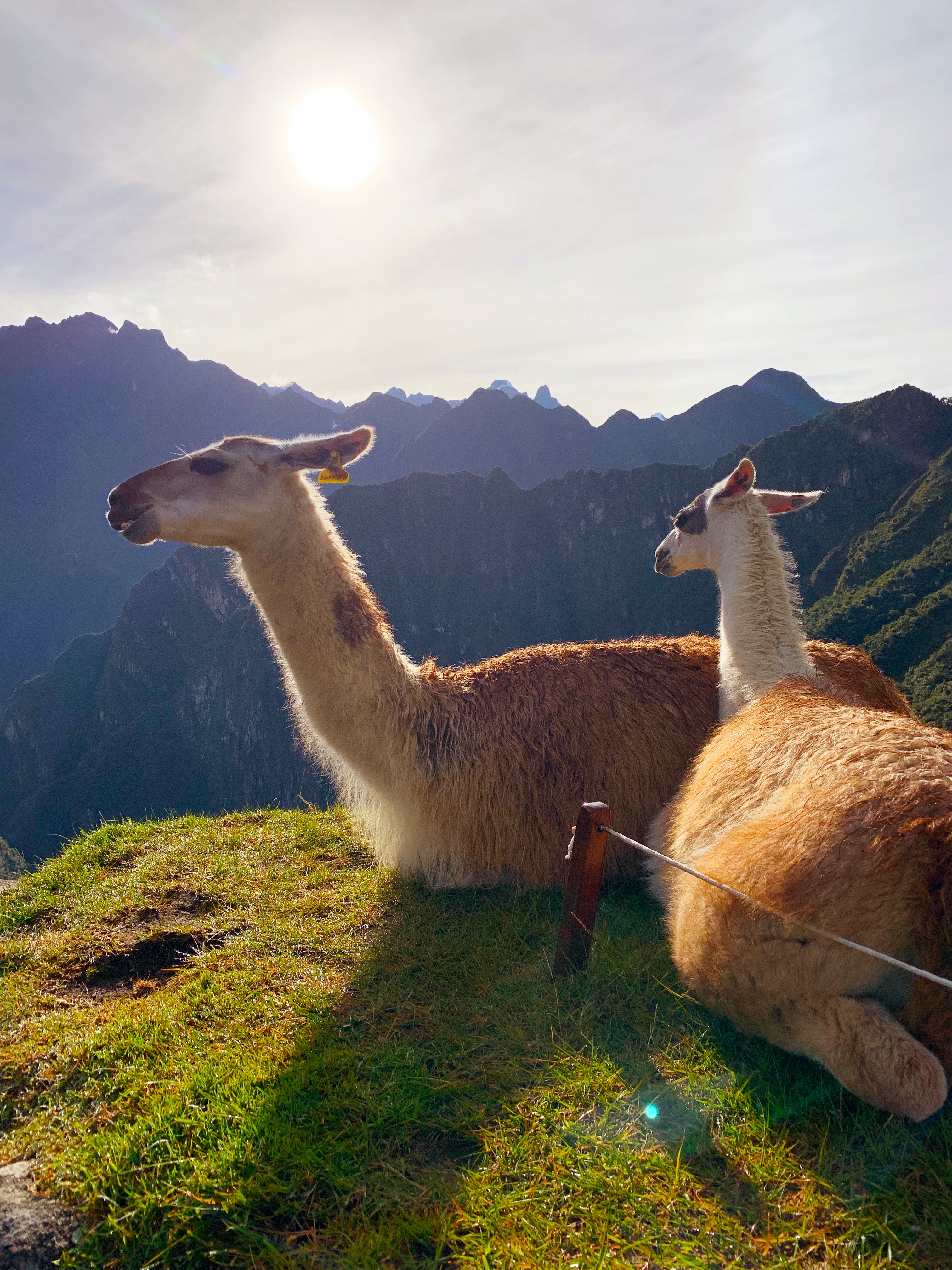 Alpacas at Machu Picchu