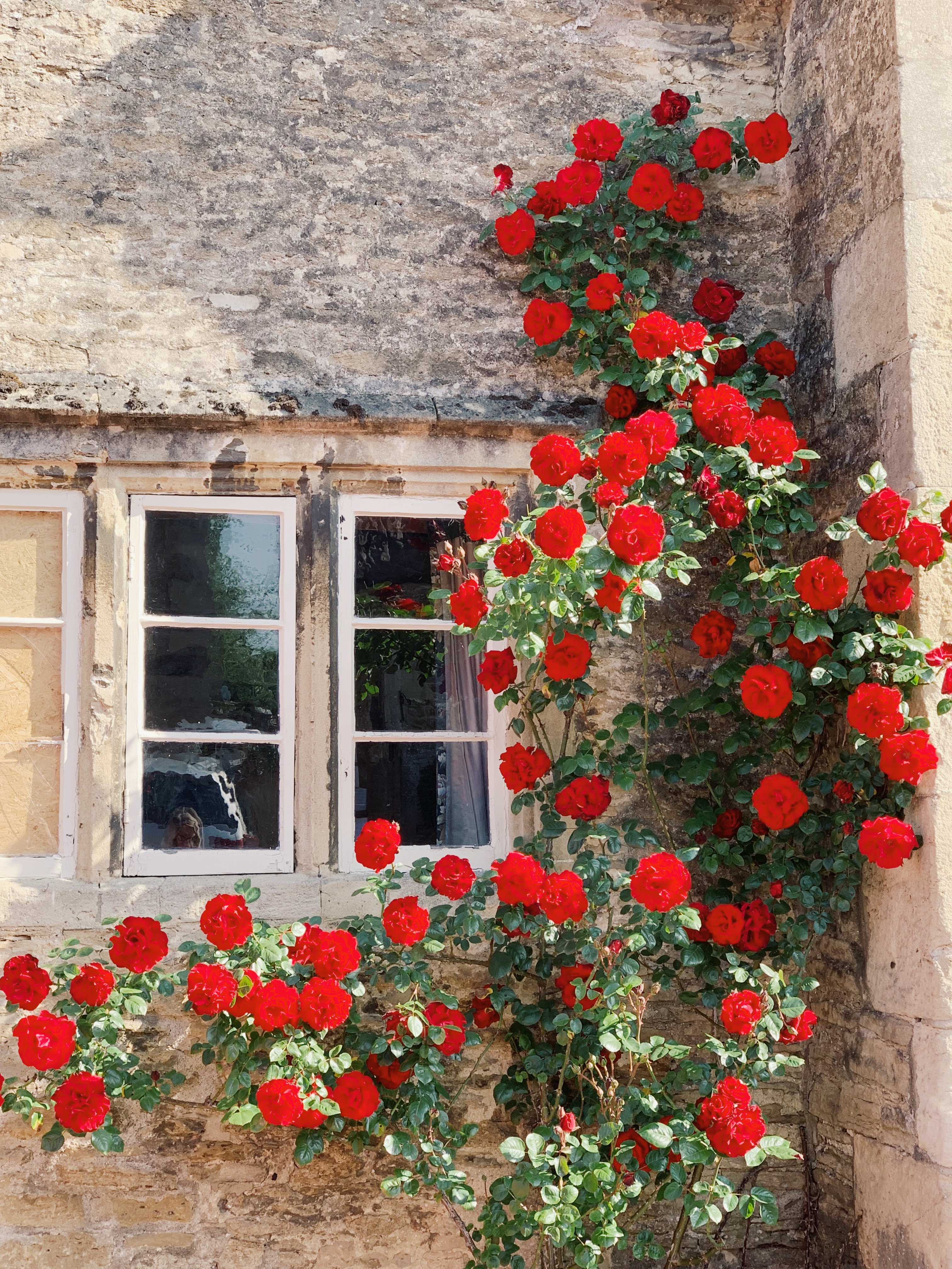 Roses climbing a house in Lackock, England