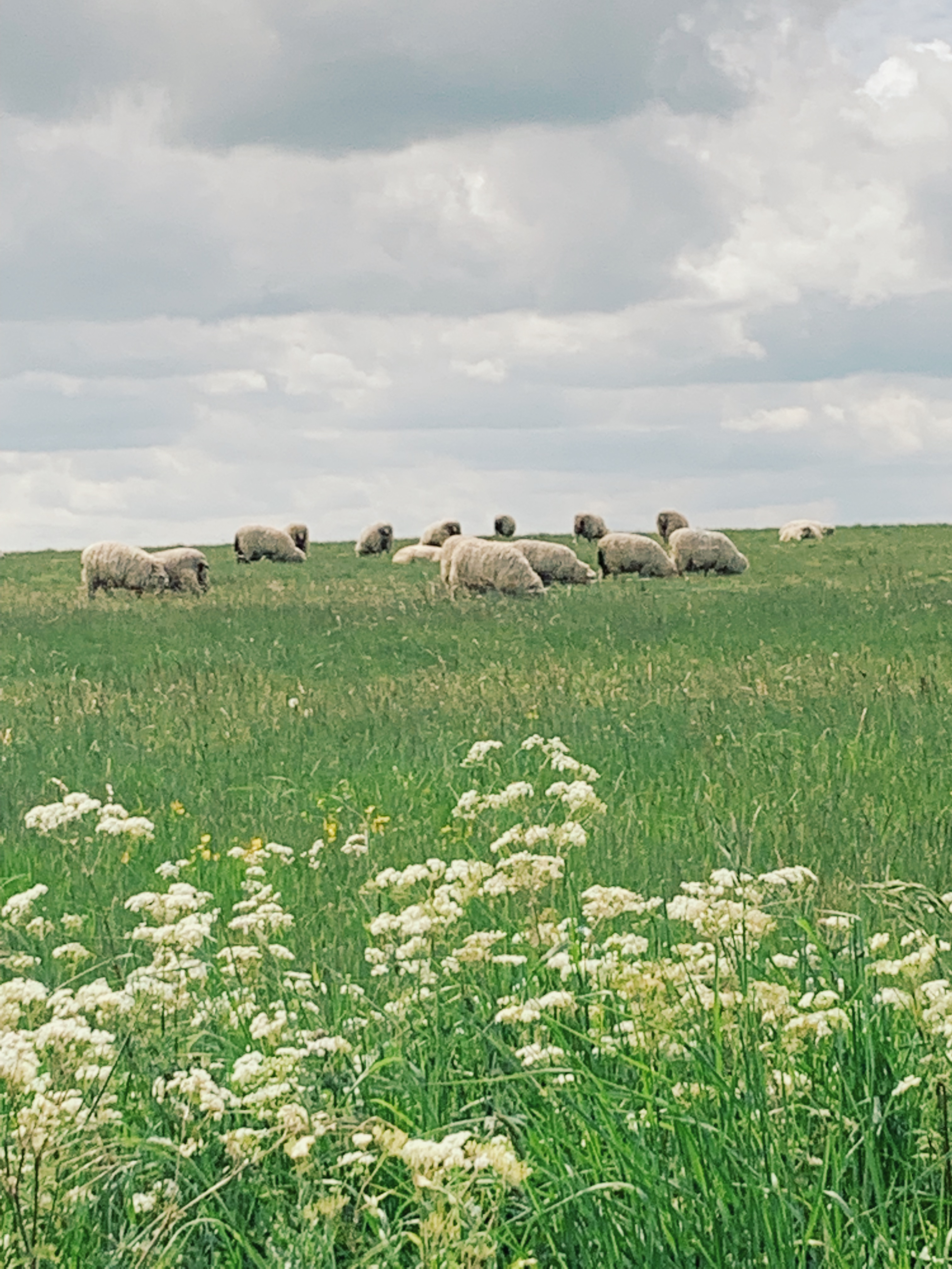 Sheep grazing in fields around Stonehenge