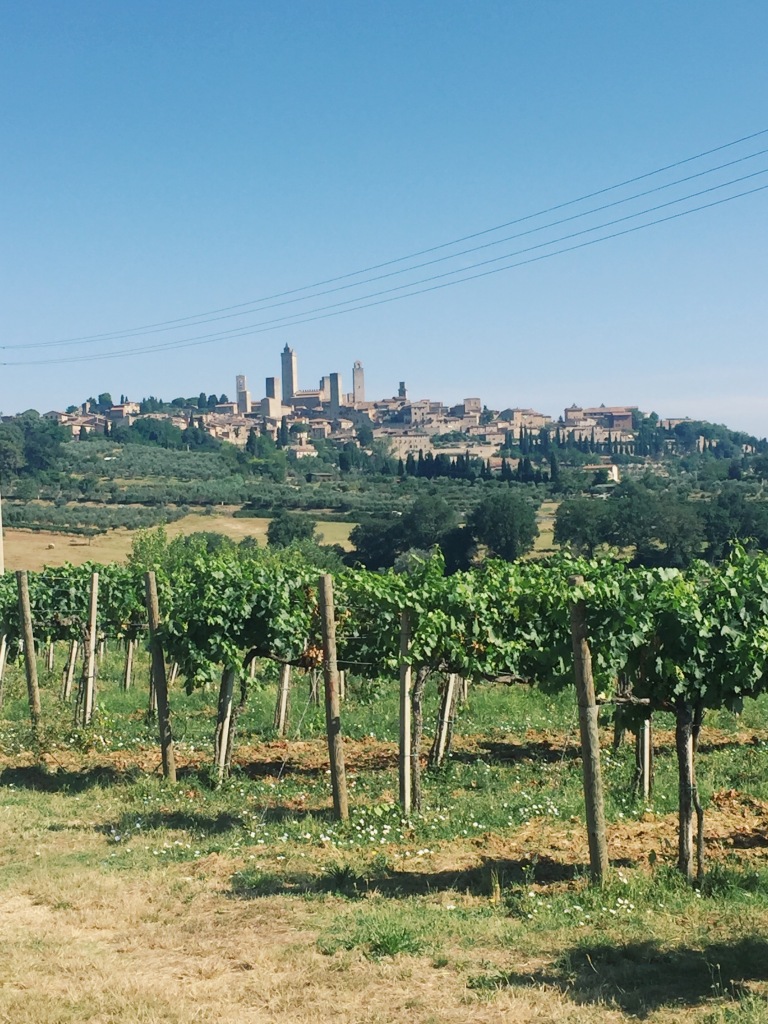 View of San Gimignano from vineyard below. 